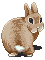 Bunny butt