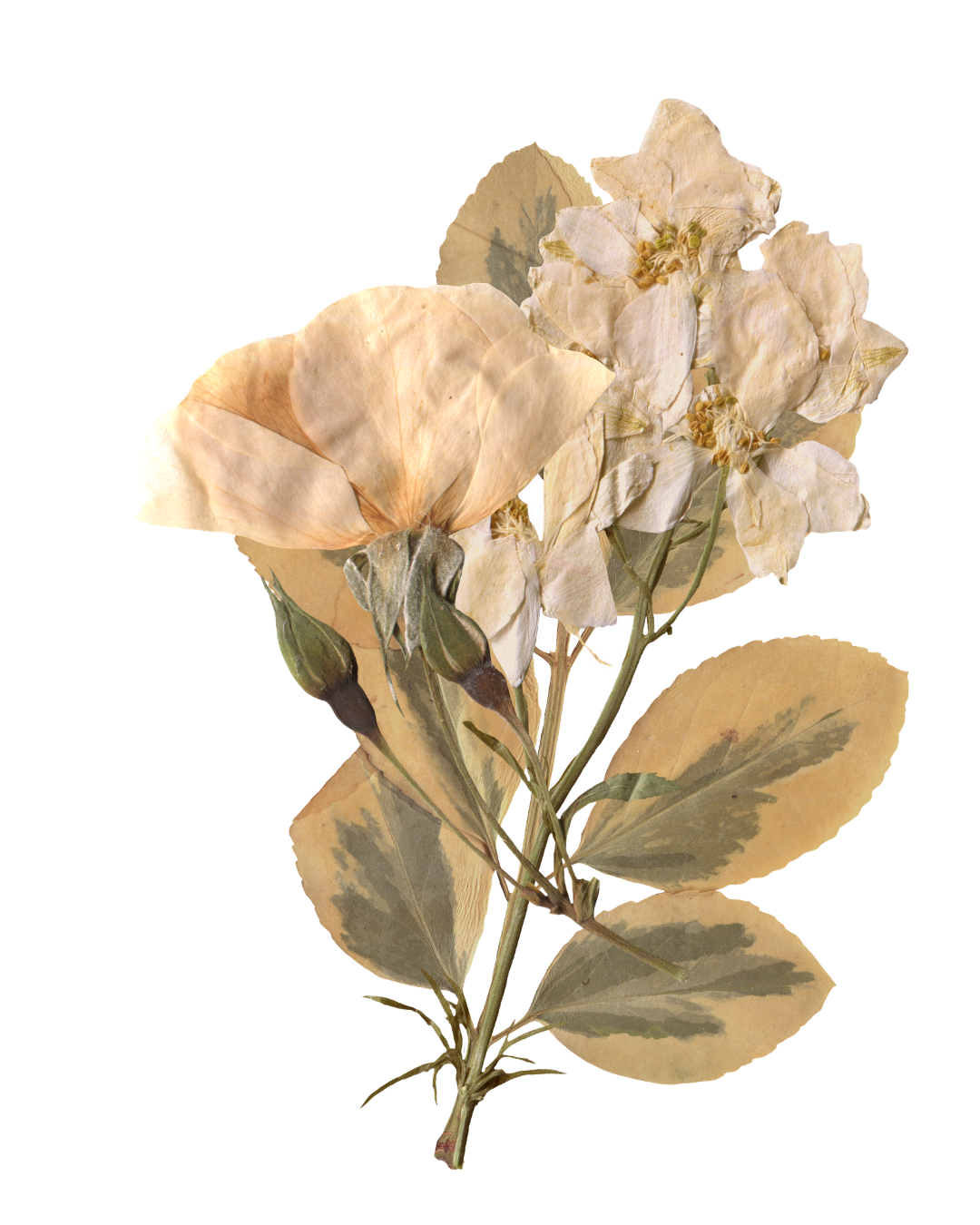 Yellow dried flowers